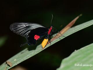 Papilionidae (วงศ์ผีเสื้อหางติ่ง)
