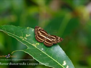 Nymphalidae (วงศ์ผีเสื้อขาหน้าพู่)